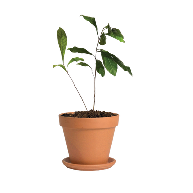 miracle berry plant in pot